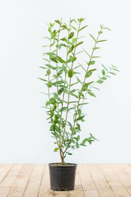 Ligustrum vulgare 80-100 cm