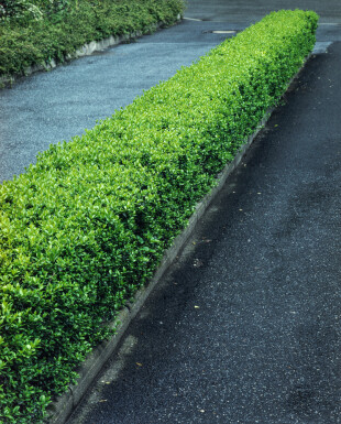 Ligustrum vulgare 80-100 cm