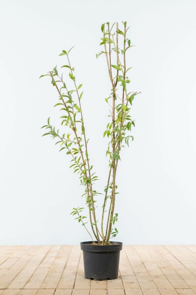 Ligustrum vulgare 100-125 cm