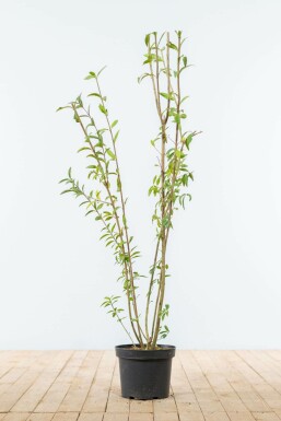 Ligustrum vulgare 100-125 cm