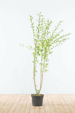 Ligustrum vulgare 125-150 cm