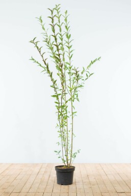 Almindelig liguster Ligustrum vulgare hæk 150-175 rodklump Ligustrum vulgare 150-175 cm