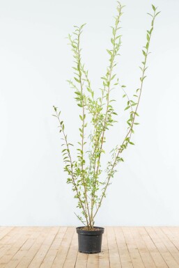 Almindelig liguster Ligustrum vulgare hæk 175-200 rodklump Ligustrum vulgare 175-200 cm