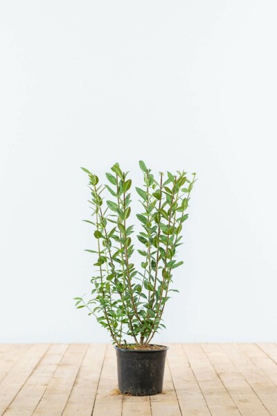 Ligustrum vulgare 'Atrovirens' 40-60 cm
