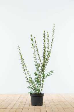 Almindelig liguster Ligustrum vulgare 'Atrovirens' hæk 60-80 rodklump Ligustrum vulgare 'Atrovirens' 60-80 cm