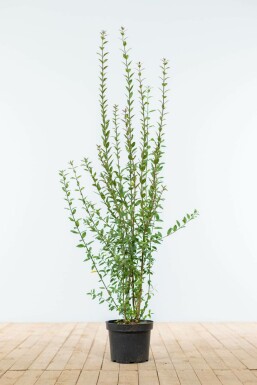 Almindelig liguster Ligustrum vulgare 'Atrovirens' hæk 80-100 rodklump Ligustrum vulgare 'Atrovirens' 80-100 cm