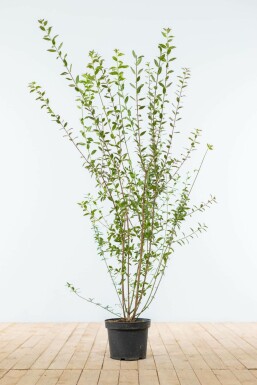 Almindelig liguster Ligustrum vulgare 'Atrovirens' hæk 100-125 rodklump Ligustrum vulgare 'Atrovirens' 100-125 cm