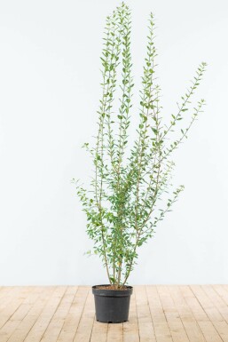 Almindelig liguster Ligustrum vulgare 'Atrovirens' hæk 125-150 rodklump Ligustrum vulgare 'Atrovirens' 125-150 cm