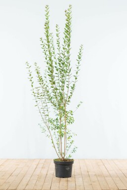 Almindelig liguster Ligustrum vulgare 'Atrovirens' hæk 150-175 rodklump Ligustrum vulgare 'Atrovirens' 150-175 cm