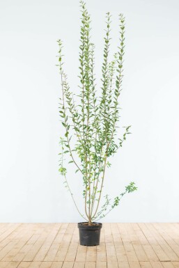 Almindelig liguster Ligustrum vulgare 'Atrovirens' hæk 175-200 rodklump Ligustrum vulgare 'Atrovirens' 175-200 cm