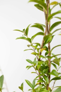 Ligustrum vulgare 'Atrovirens' 175-200 cm