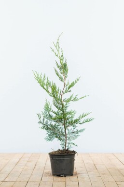 Leyland-cypres Cupressocyparis leylandii hæk 60-80 rodklump Cupressocyparis leylandii 60-80 cm