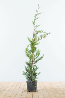 Leyland-cypres Cupressocyparis leylandii hæk 80-100 rodklump Cupressocyparis leylandii 80-100 cm