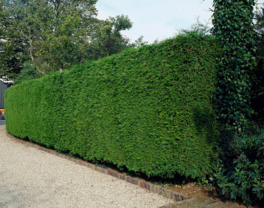 Cupressocyparis leylandii 80-100 cm