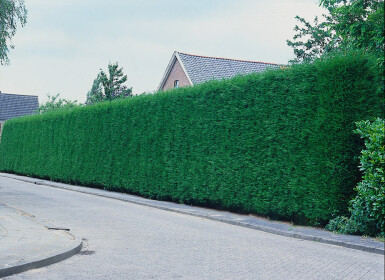 Cupressocyparis leylandii 80-100 cm