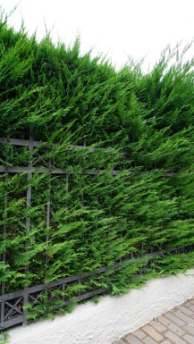 Cupressocyparis leylandii 80-100 cm - Rodklump