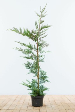 Leyland-cypres Cupressocyparis leylandii hæk 100-125 rodklump Cupressocyparis leylandii 100-125 cm