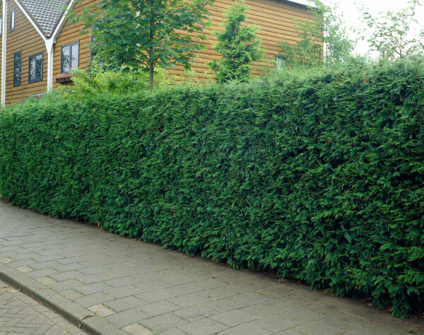 Cupressocyparis leylandii 100-125 cm