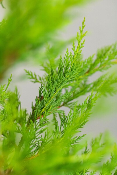 Cupressocyparis leylandii 100-125 cm - Rodklump