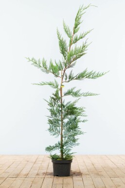 Leyland-cypres Cupressocyparis leylandii hæk 125-150 rodklump Cupressocyparis leylandii 125-150 cm