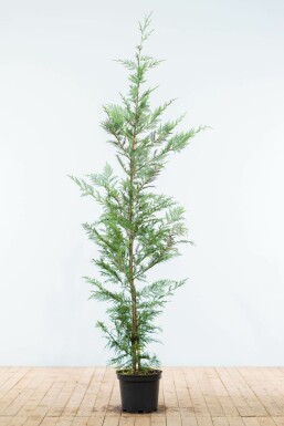 Leyland-cypres Cupressocyparis leylandii hæk 150-175 rodklump Cupressocyparis leylandii 150-175 cm