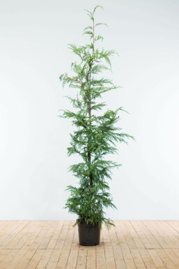 Leyland-cypres Cupressocyparis leylandii hæk 175-200 rodklump Cupressocyparis leylandii 175-200 cm