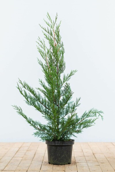 Cupressocyparis leylandii '2001' 60-80 cm