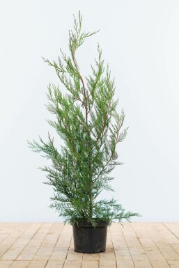 Leyland-cypres Cupressocyparis leylandii '2001' hæk 80-100 rodklump Cupressocyparis leylandii '2001' 80-100 cm