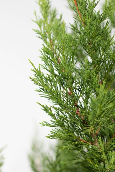 Leyland-cypres Cupressocyparis leylandii '2001' hæk 80-100 rodklump Cupressocyparis leylandii '2001' 80-100 cm