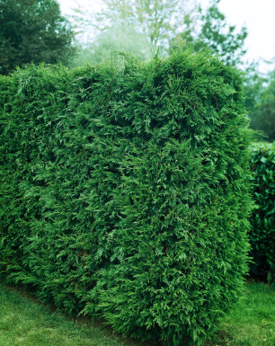 Cupressocyparis leylandii '2001' 80-100 cm