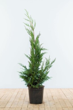 Leyland-cypres Cupressocyparis leylandii '2001' hæk 100-125 rodklump Cupressocyparis leylandii '2001' 100-125 cm