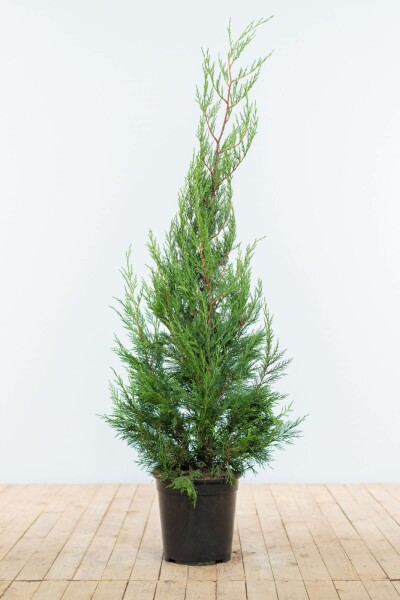 Cupressocyparis leylandii '2001' 125-150 cm