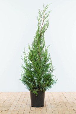 Leyland-cypres Cupressocyparis leylandii '2001' hæk 125-150 rodklump Cupressocyparis leylandii '2001' 125-150 cm