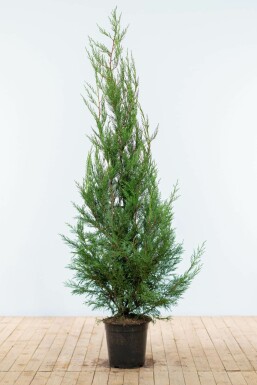 Leyland-cypres Cupressocyparis leylandii '2001' hæk 150-175 rodklump Cupressocyparis leylandii '2001' 150-175 cm