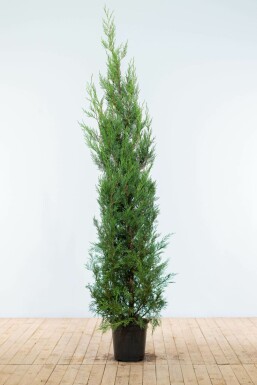 Leyland-cypres Cupressocyparis leylandii '2001' hæk 175-200 rodklump Cupressocyparis leylandii '2001' 175-200 cm