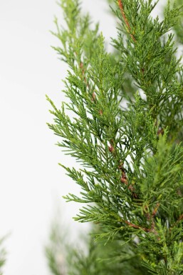 Leyland-cypres Cupressocyparis leylandii '2001' hæk 175-200 rodklump Cupressocyparis leylandii '2001' 175-200 cm