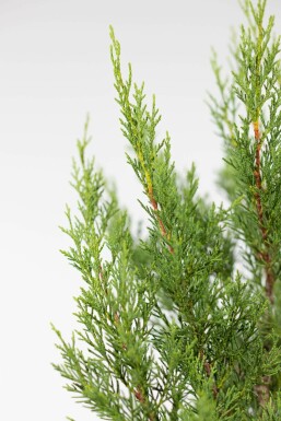 Cupressocyparis leylandii '2001' 175-200 cm