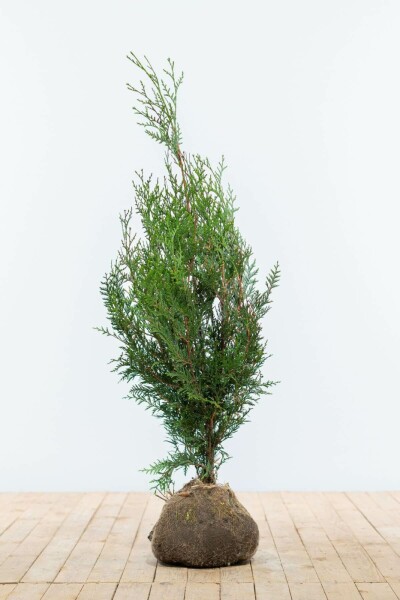 Thuja occidentalis 'Atrovirens' 80-100 cm