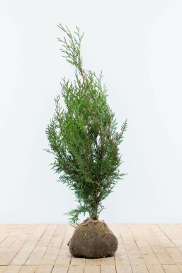 Thuja occidentalis 'Atrovirens' 80-100 cm