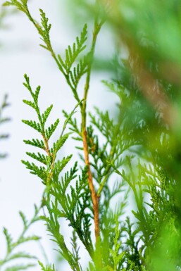 Thuja occidentalis 'Atrovirens' 80-100 cm