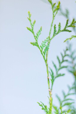 Thuja occidentalis 'Atrovirens' 80-100 cm