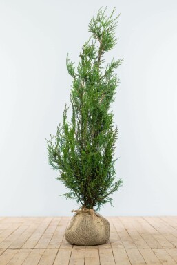 Thuja occidentalis 'Atrovirens' 100-125 cm