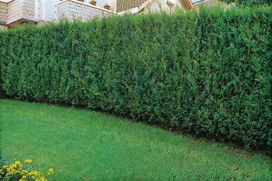 Almindelig Thuja Thuja occidentalis 'Atrovirens' hæk 100-125 rodklump Thuja occidentalis 'Atrovirens' 100-125 cm