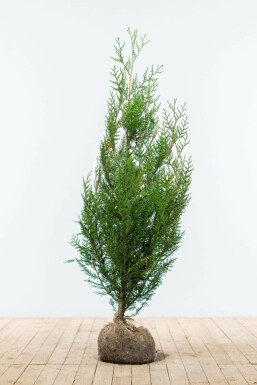 Almindelig Thuja Thuja occidentalis 'Atrovirens' hæk 125-150 rodklump Thuja occidentalis 'Atrovirens' 125-150 cm