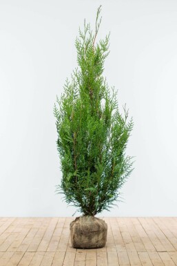 Thuja occidentalis 'Atrovirens' 150-175 cm