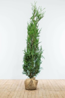 Almindelig Thuja Thuja occidentalis 'Atrovirens' hæk 175-200 rodklump Thuja occidentalis 'Atrovirens' 175-200 cm