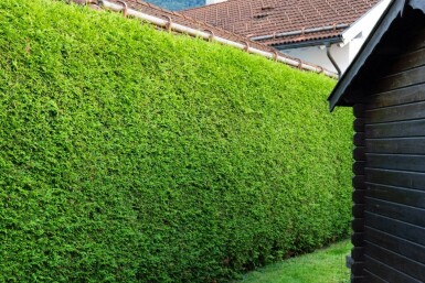 Thuja occidentalis 'Brabant' 60-80 cm