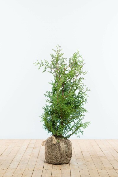 Thuja occidentalis 'Brabant' 60-80 cm