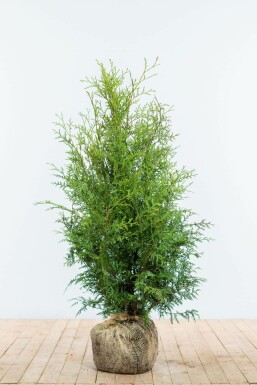 Thuja occidentalis 'Brabant' 80-100 cm