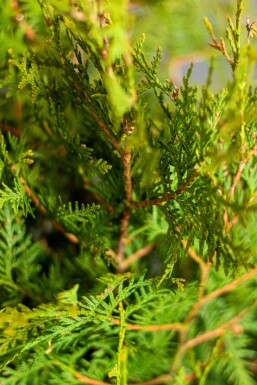 Thuja occidentalis 'Brabant' 80-100 cm
